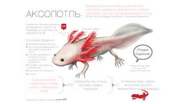 Аксолотль – талисман Студии Сорокина