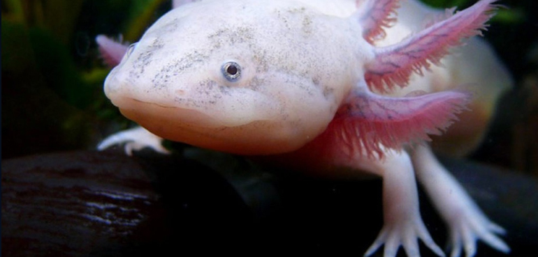 Аксолотль – талисман Студии Сорокина